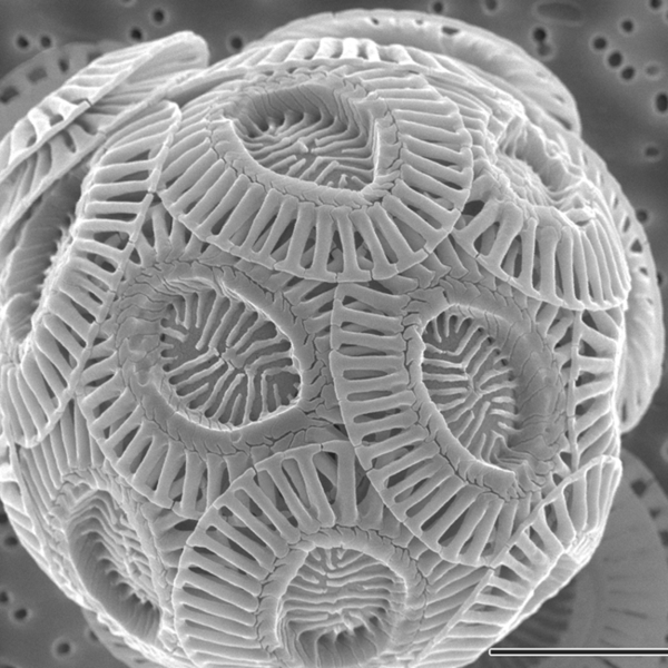 Emiliania_huxleyi_coccolithophore_(PLoS)