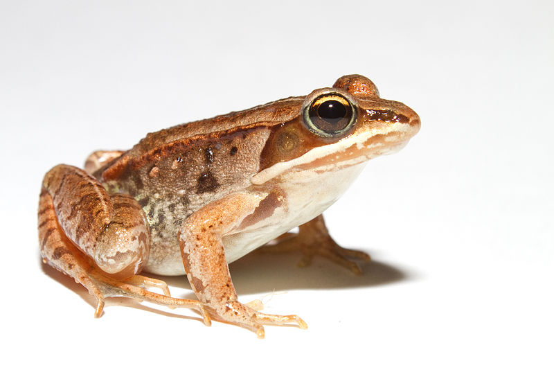 Lithobates_sylvaticus_(Woodfrog)