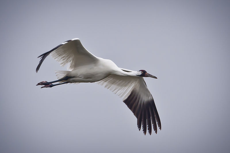 Whooping_Crane_in_flight_in_Texas