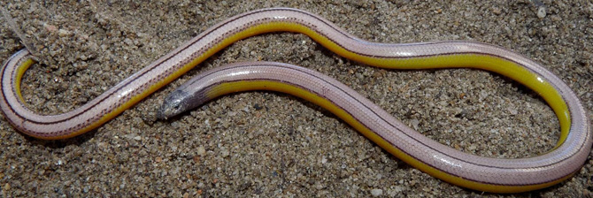 leglesslizard670