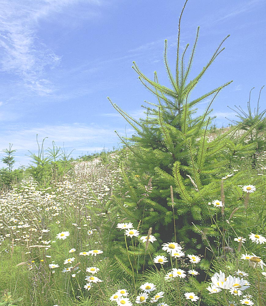 Biodiversity_on_clearcut