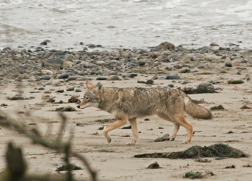 coyote1