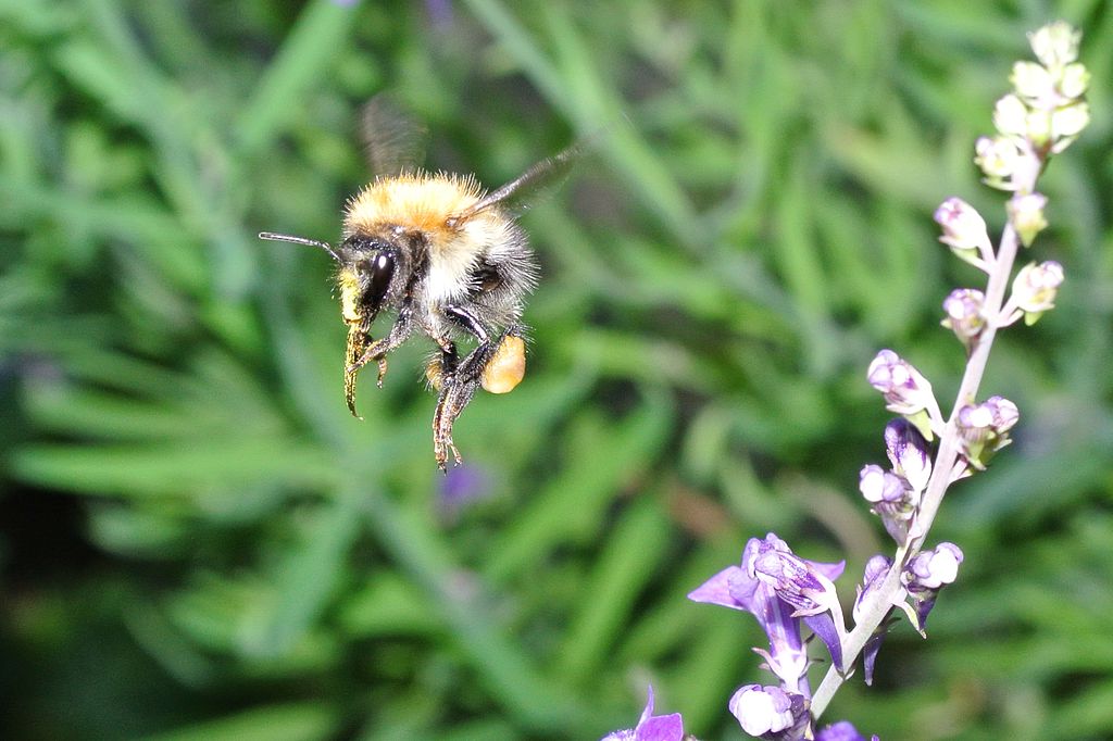 Bumble_Bee_in_flight