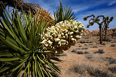 joshuatree