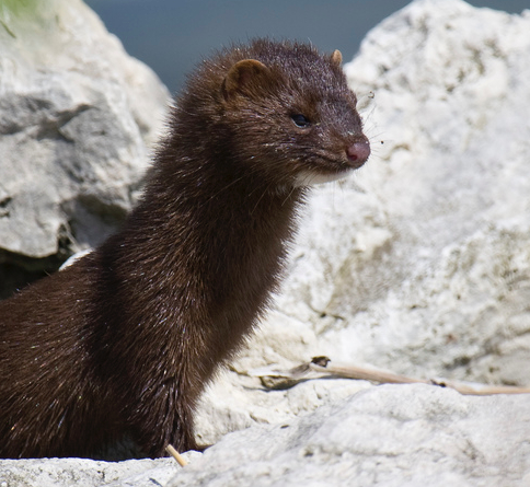 mink