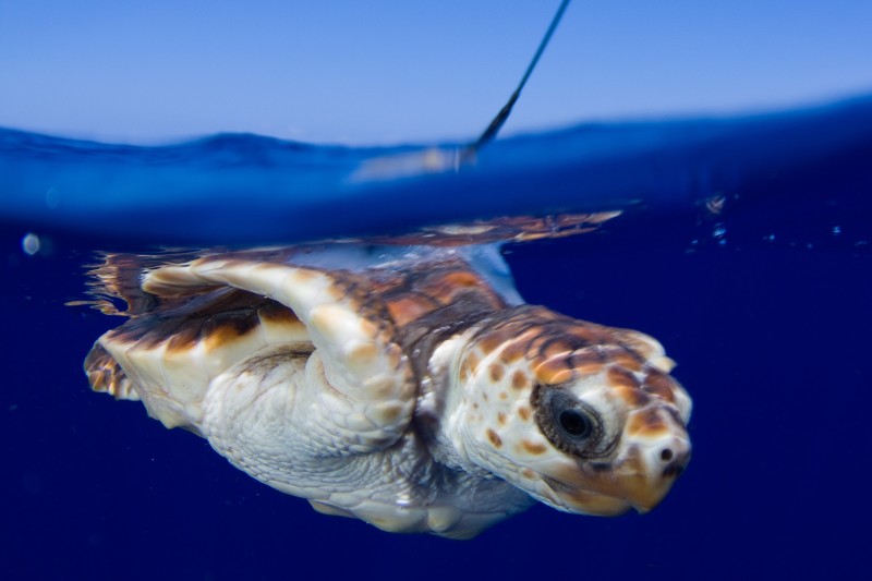 loggerhead