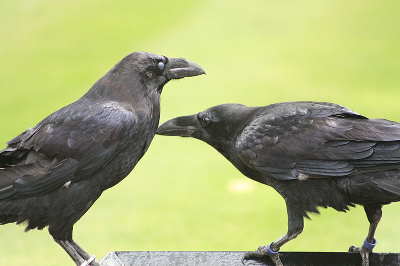 Ravens-tower-of-london