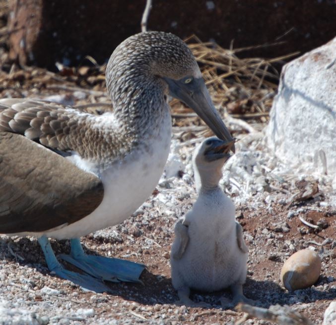 bfboobies