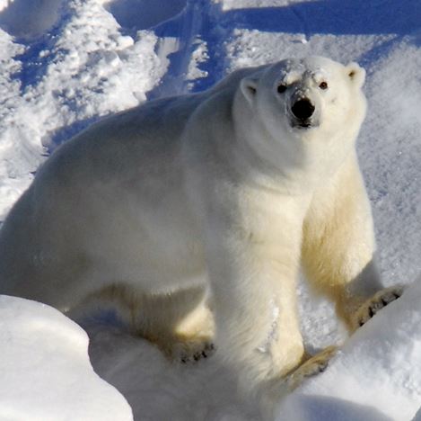 polarbear