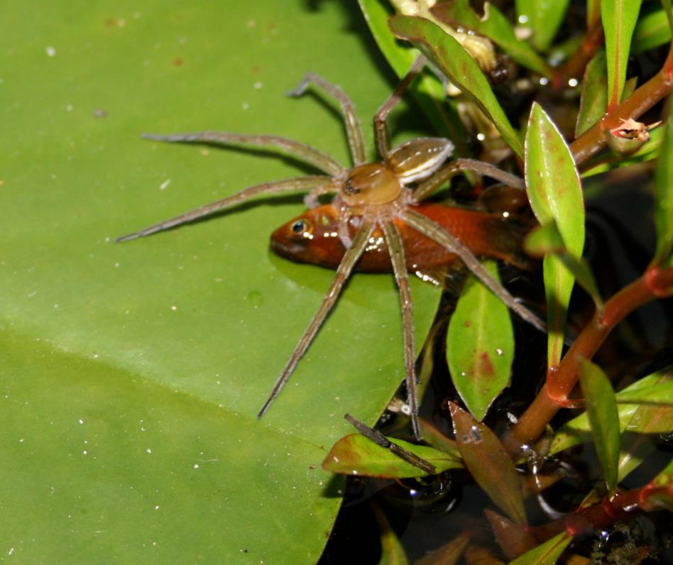 FishingSpider