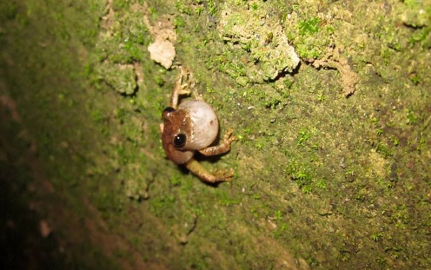 Tree-Frog_Drain_695pix