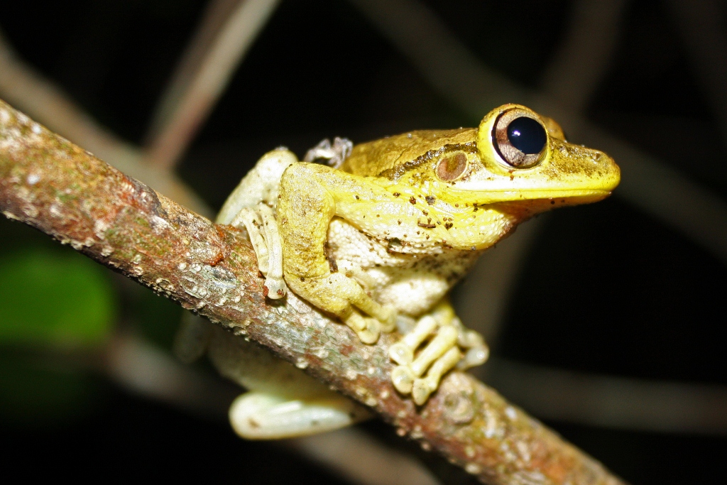 Cuban_Tree_Frog_(Osteopilus_septentrionalis)