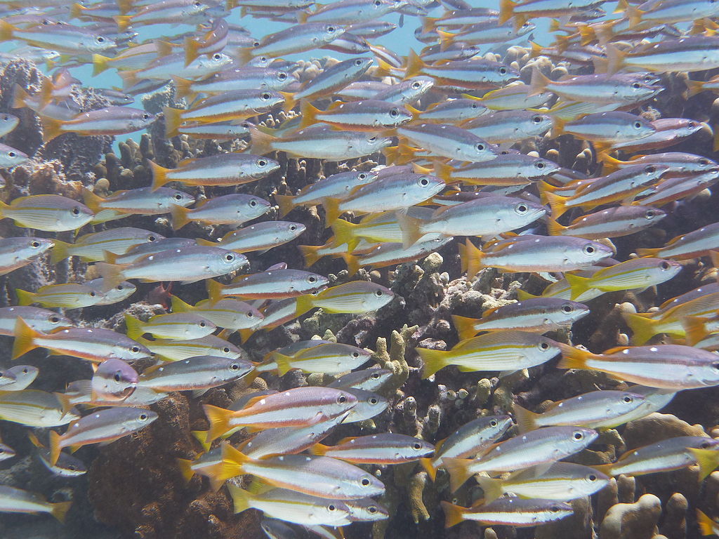 snapper_school_on_Pom_Pom_Island