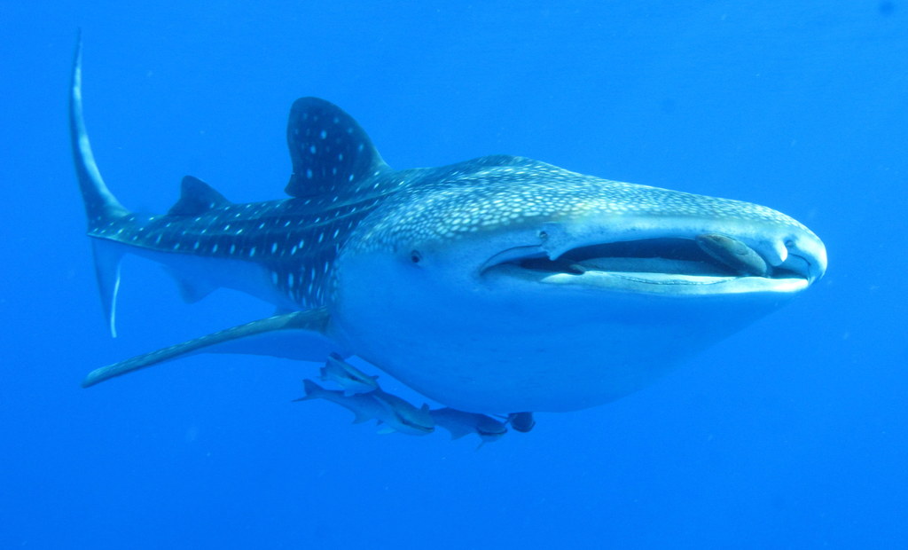 Whaleshark,_Daedalus_Reef,_Red_Sea,_Egypt_-_take_2_(6142991715)