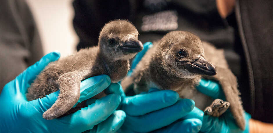 An Academy biologist holds two fuzzy newborn African penguin chicks 