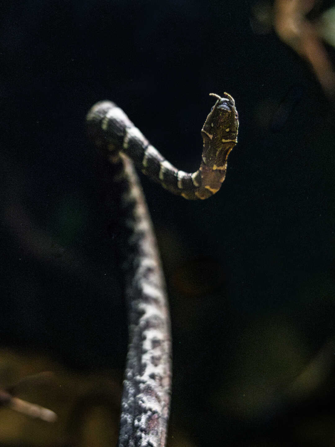 Tentacled snake on exhibit in Steinhart Aquarium at Cal Academy. Photo by Gayle Laird