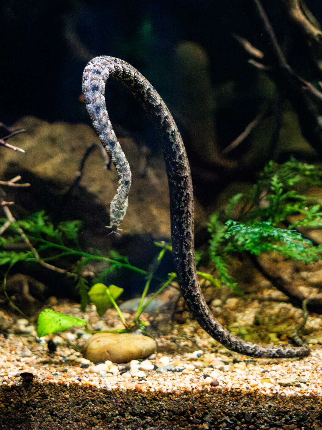 Tentacled snake on exhibit in Steinhart Aquarium at Cal Academy. Photo by Gayle Laird