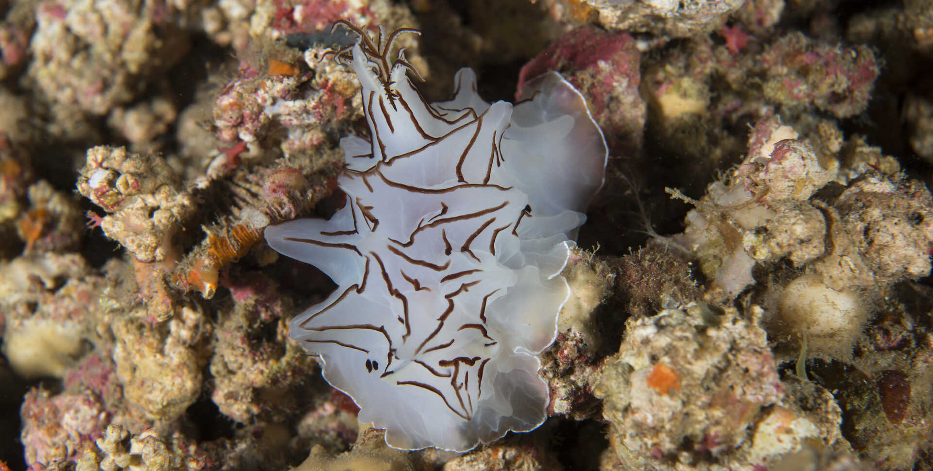 Halgerda mesophotica, a sea slug, sits atop stony coral. it is white and semi translucent with black and brown stripes. 