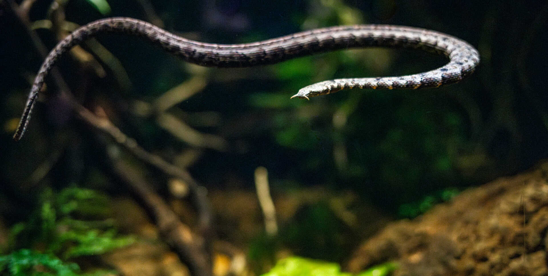 Tentacled snake on exhibit in Steinhart Aquarium at Cal Academy. Photo by Gayle Laird