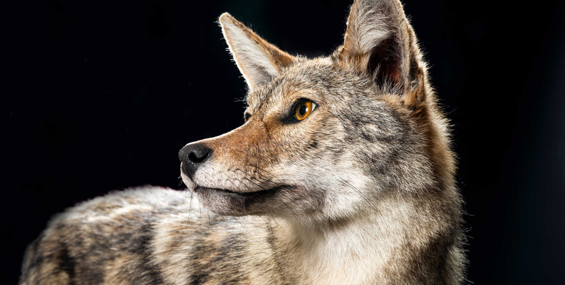 Coyote specimen against black backdrop in California State of Nature exhibition at Cal Academy. Photo by Gayle Laird