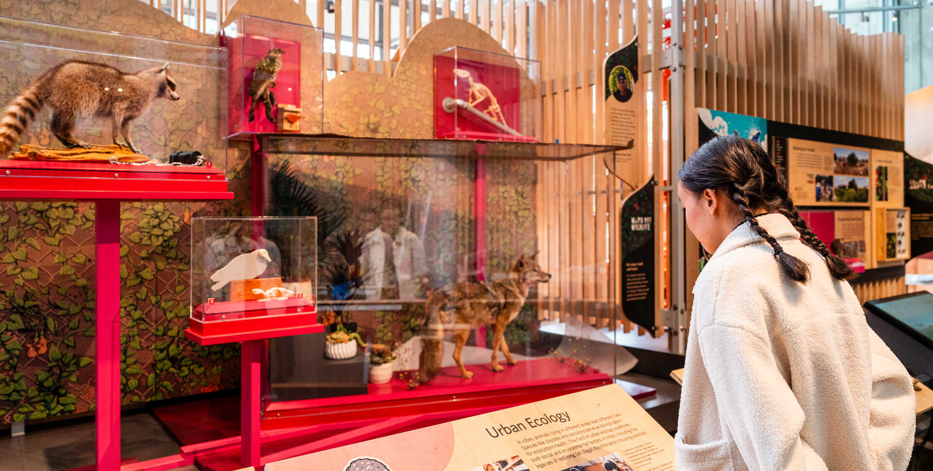 An Academy guest observes a coyote specimen on exhibit in California: State of Nature.