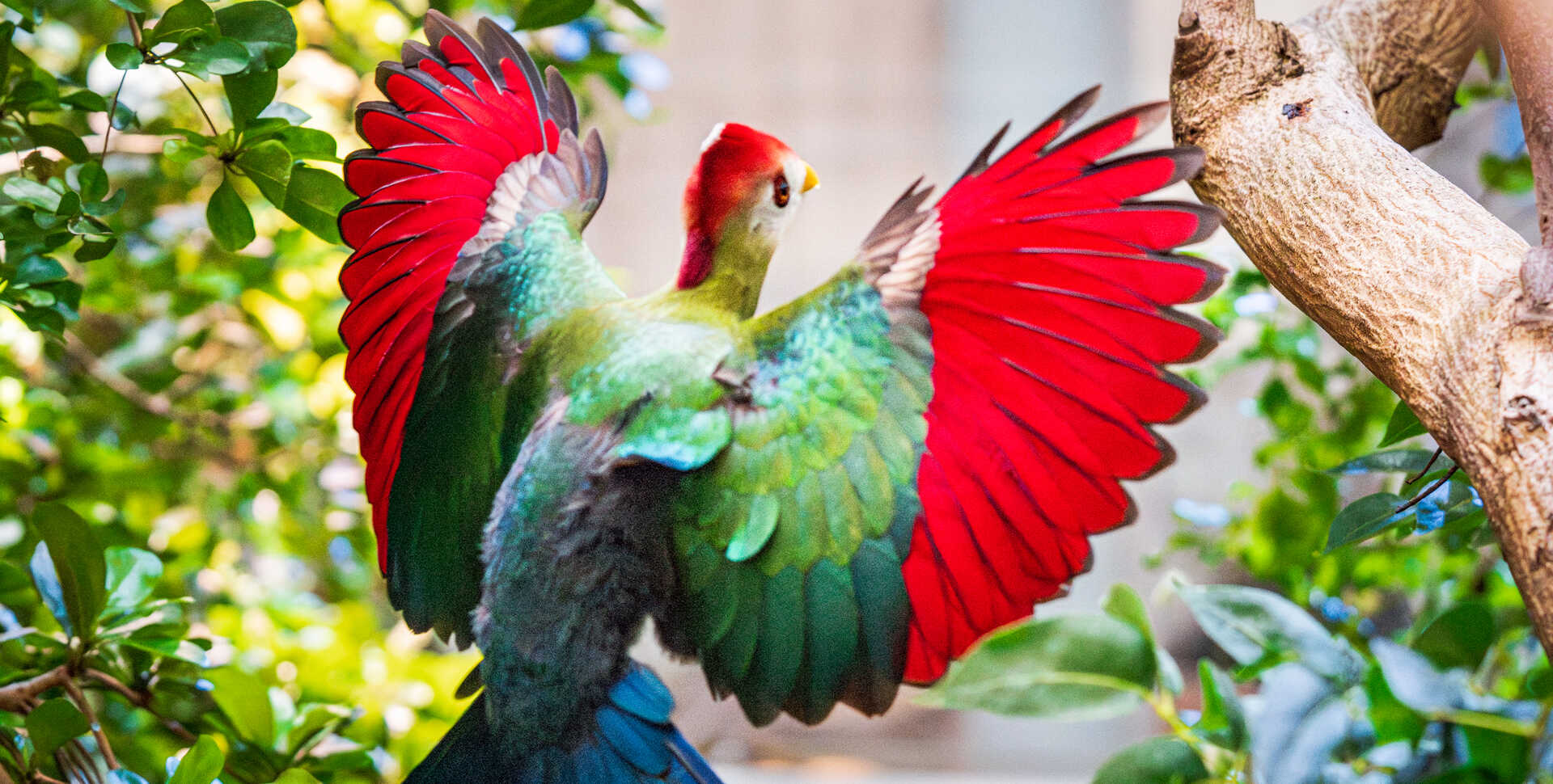 Red-crested turaco bird on exhibit in Osher Rainforest at Cal Academy spreads its bright red and green wings