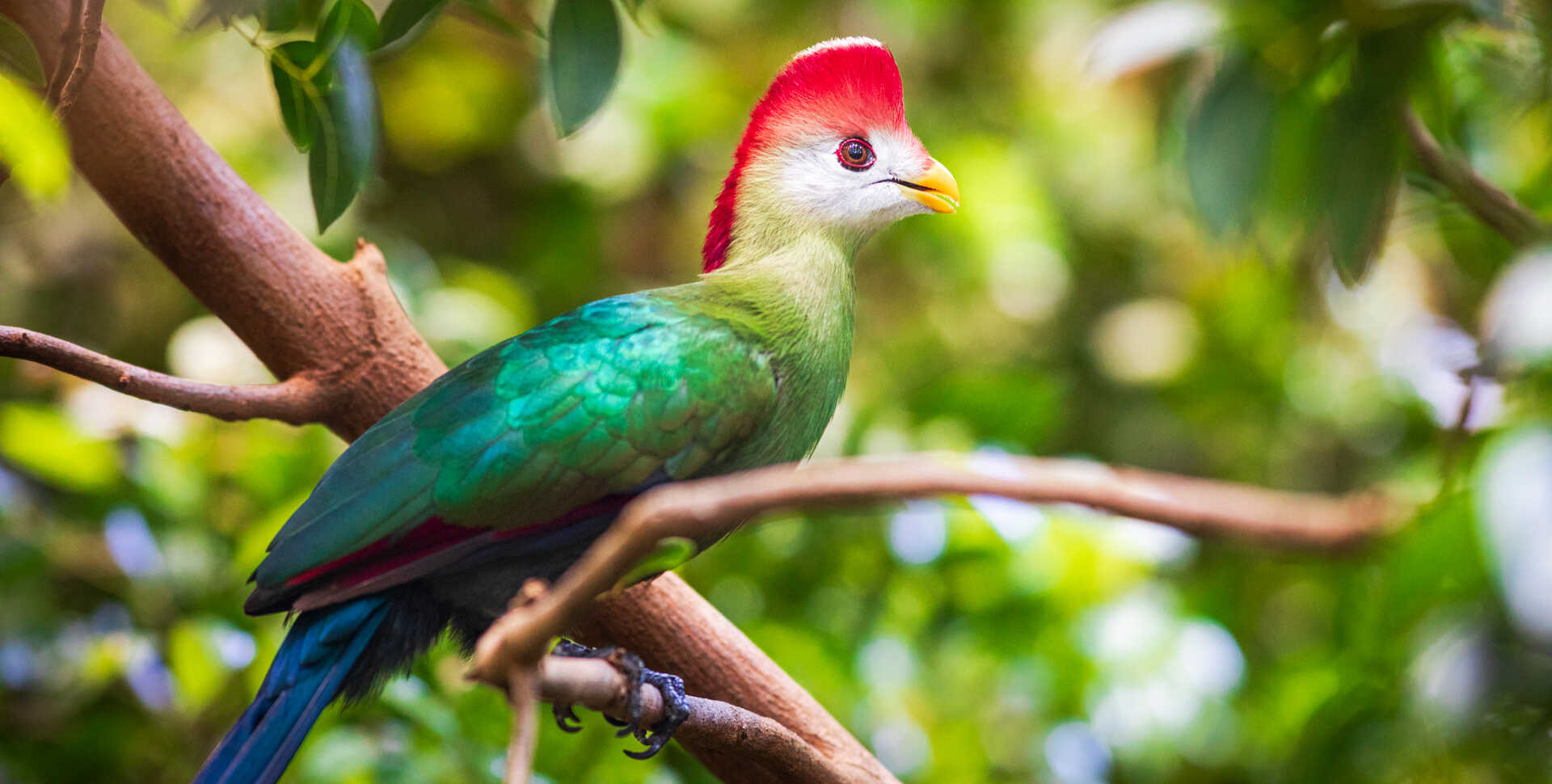 Red-crested turaco bird with red mohawk and iridescent green and blue feathers perches on a branch in Osher Rainforest at Cal Academy. Photo by Gayle Laird