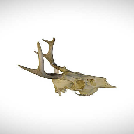 deer skull