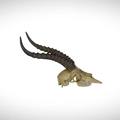 gazelle skull