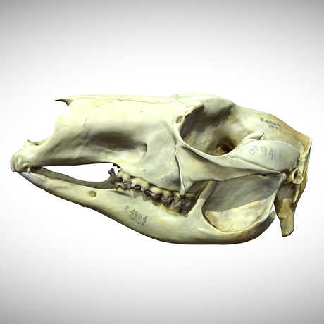 kangaroo skull