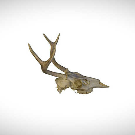 deer skull