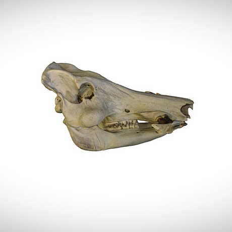 hog skull