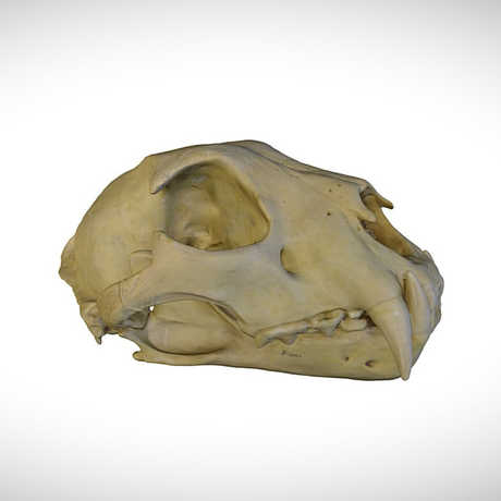 leopard skull