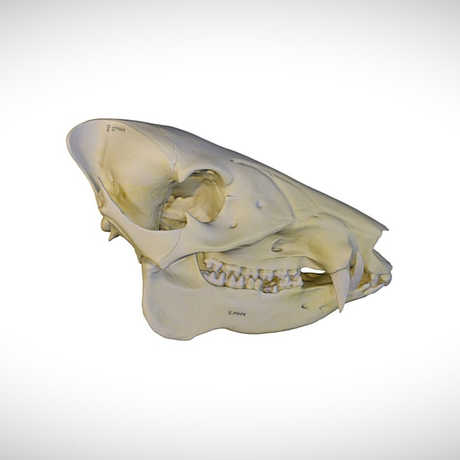 peccary skull