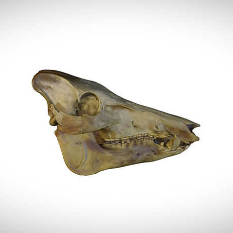 boar skull