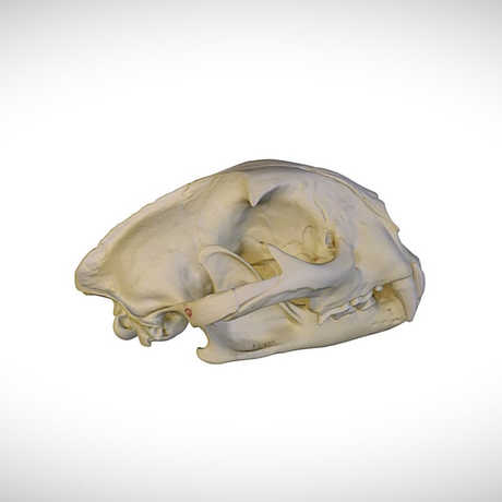 cougar skull