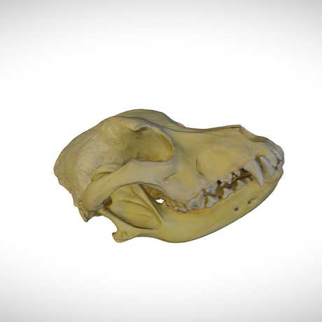 pit bull skull