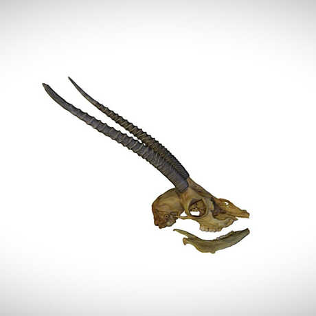 gazelle skull