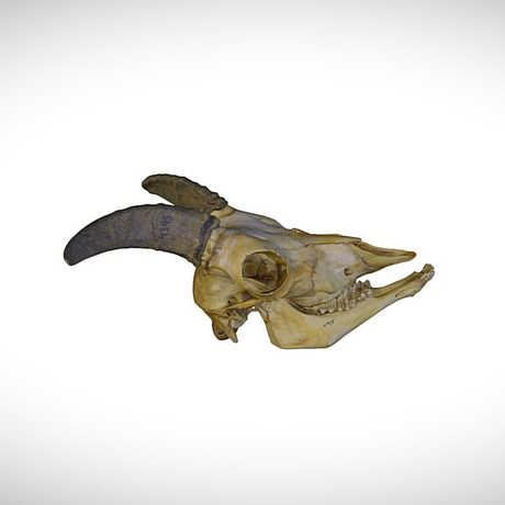 sheep skull