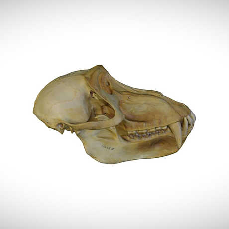 baboon skull