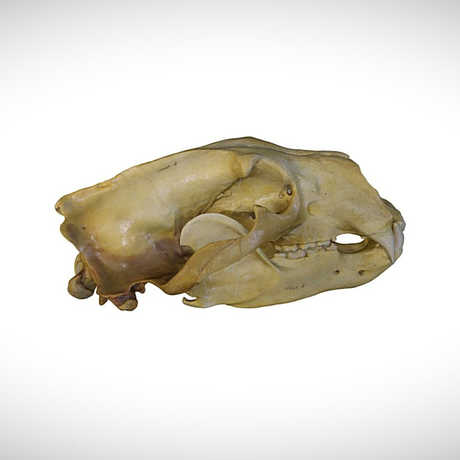 polar bear skull