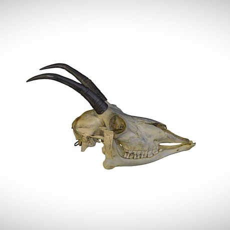 mountain goat skull