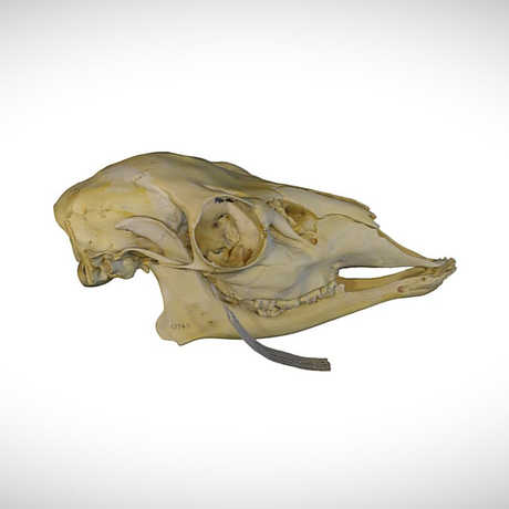 mule deer skull