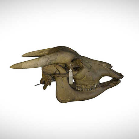 tamaraw skull