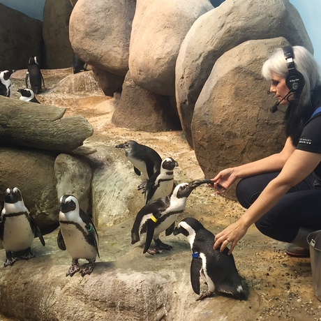 Biologist during a daily penguin feeding in African Hall