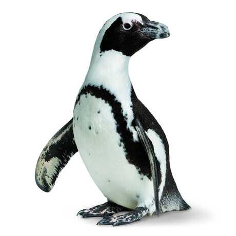 Photograph of an African penguin, used to represent brand social channels. 