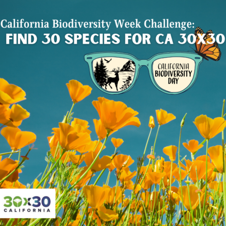 Find 30 Species for CA 30x30 Challenge