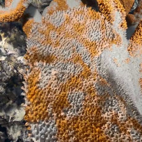 Bleached coral