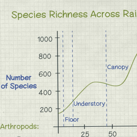 Rainforest Canopy Chart