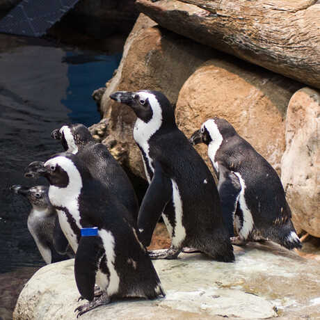A group of African penguins on exhibit at the Academy